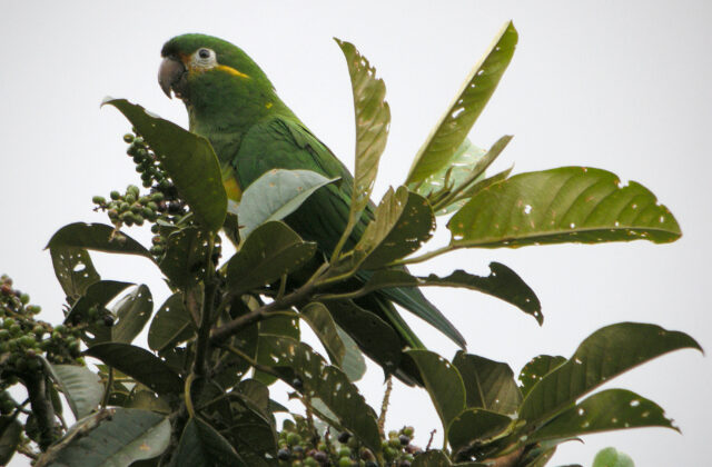 Golden-plumed Parakeet