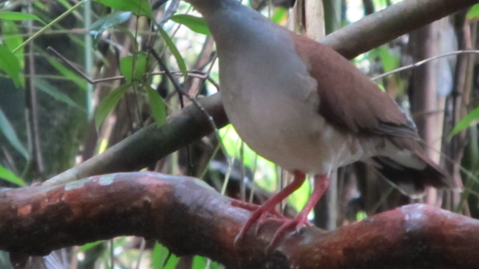 Azuero Dove