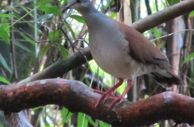 Azuero Dove