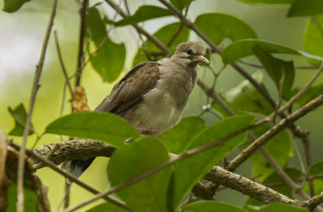 Pallid Dove