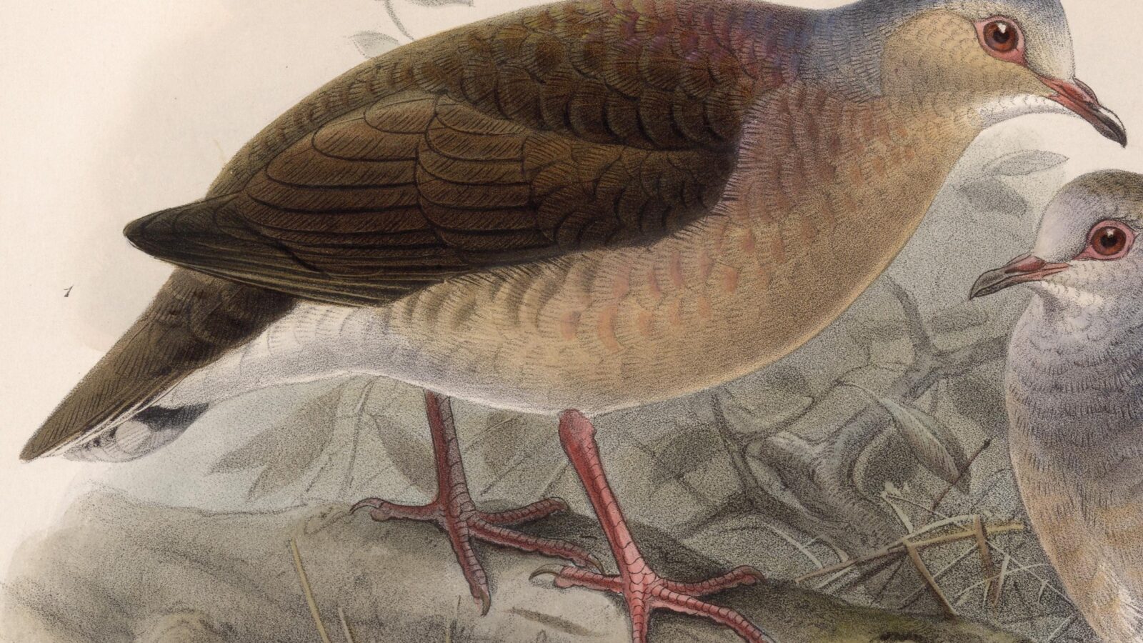Grey-headed Dove