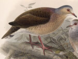 Grey-headed Dove