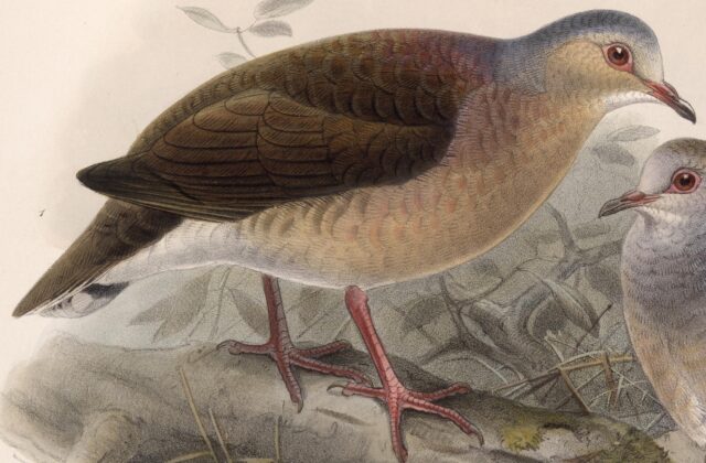 Grey-headed Dove