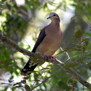 Grey-fronted Dove
