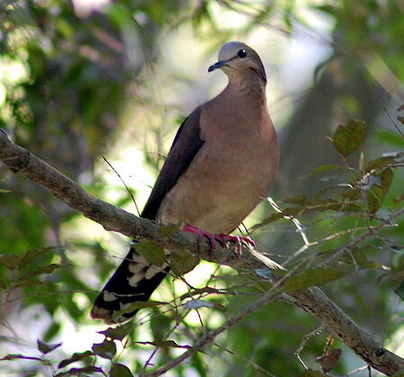 Grey-fronted Dove