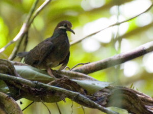 Olive-backed Quail-Dove