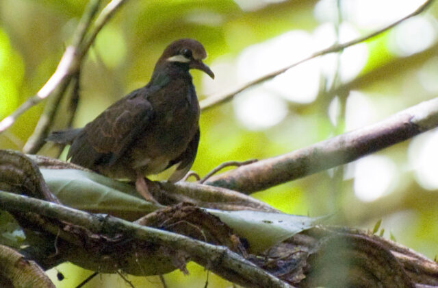 Olive-backed Quail-Dove