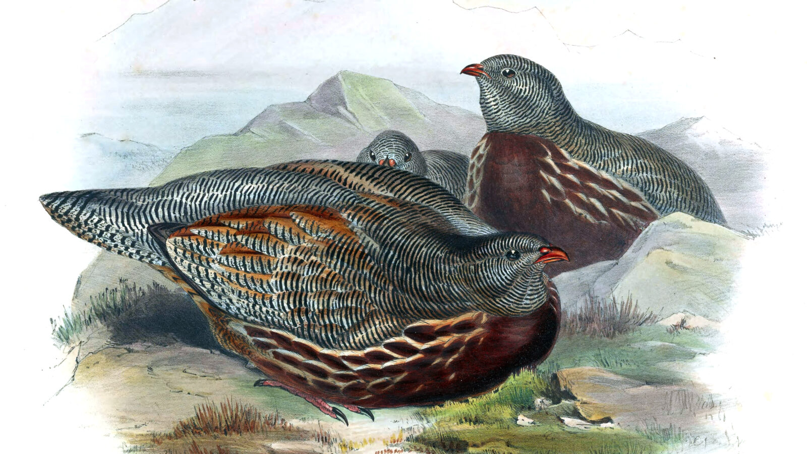 Snow Partridge