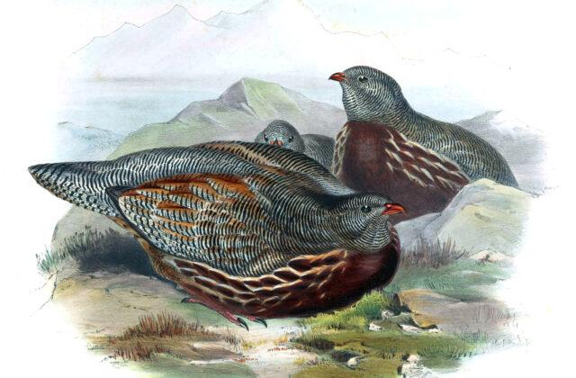 Snow Partridge