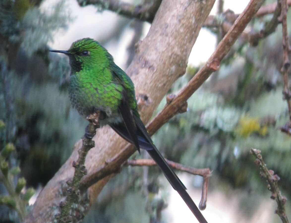 Green-tailed Trainbearer