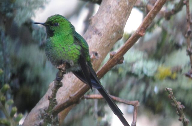 Green-tailed Trainbearer