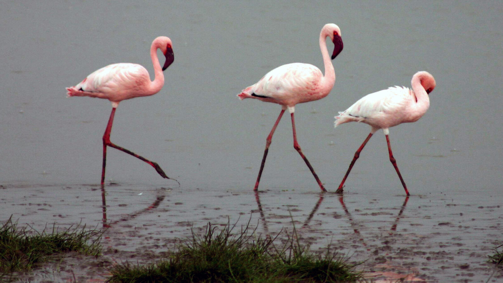 Lesser Flamingo