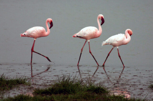 Lesser Flamingo