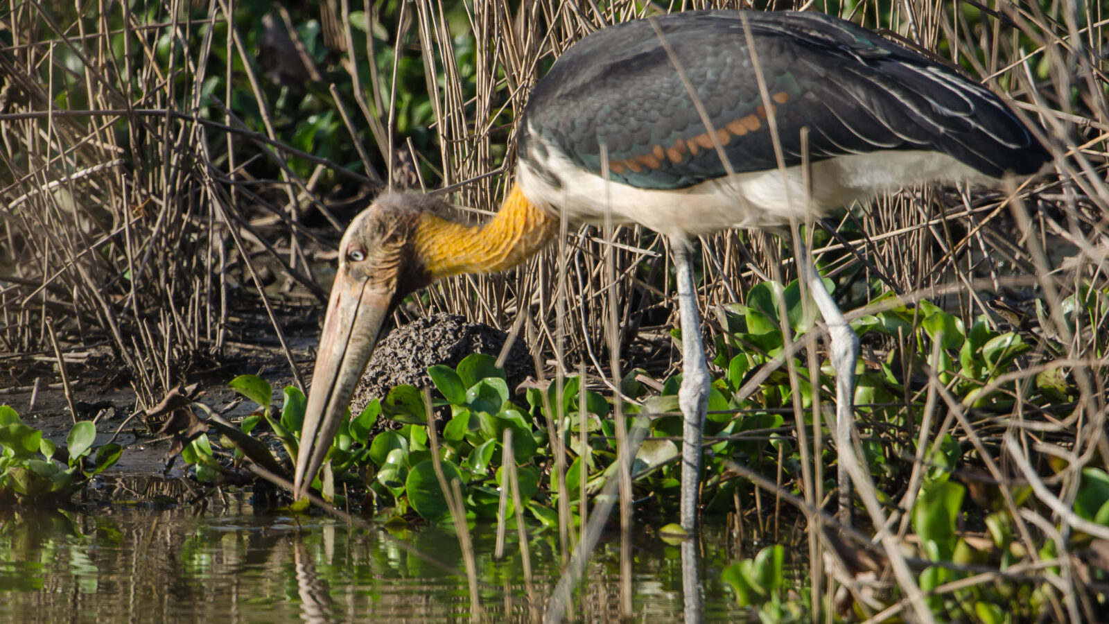 Lesser Adjutant