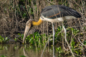 Lesser Adjutant
