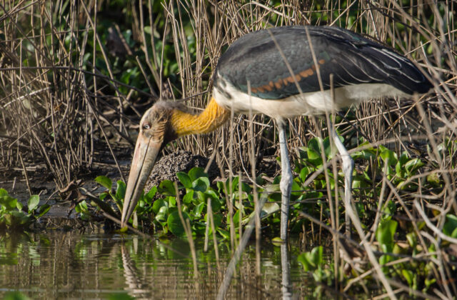 Lesser Adjutant