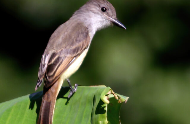 Lesser Antillean Flycatcher