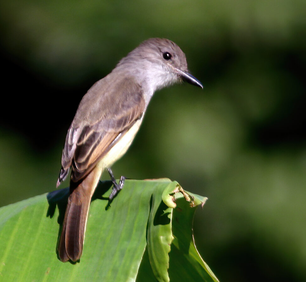 Lesser Antillean Flycatcher