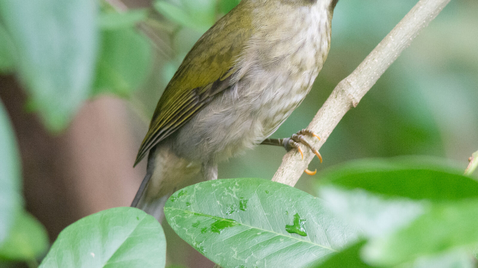 Lesser Antillean Saltator
