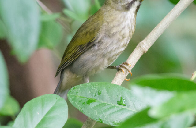 Lesser Antillean Saltator