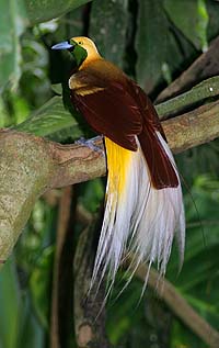 Lesser Bird-of-paradise