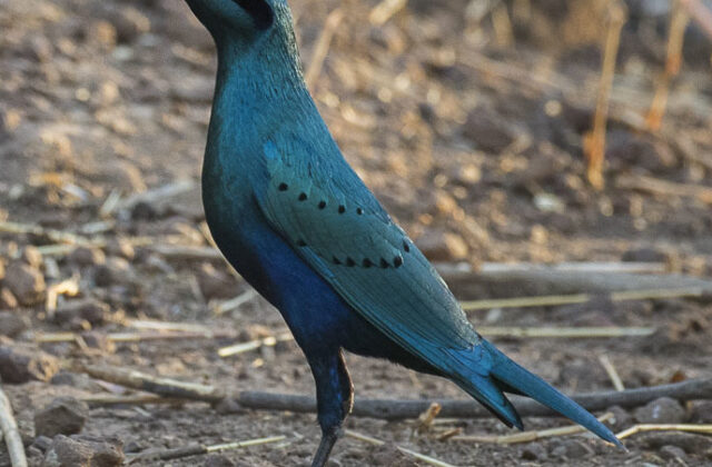 Lesser Blue-eared Starling