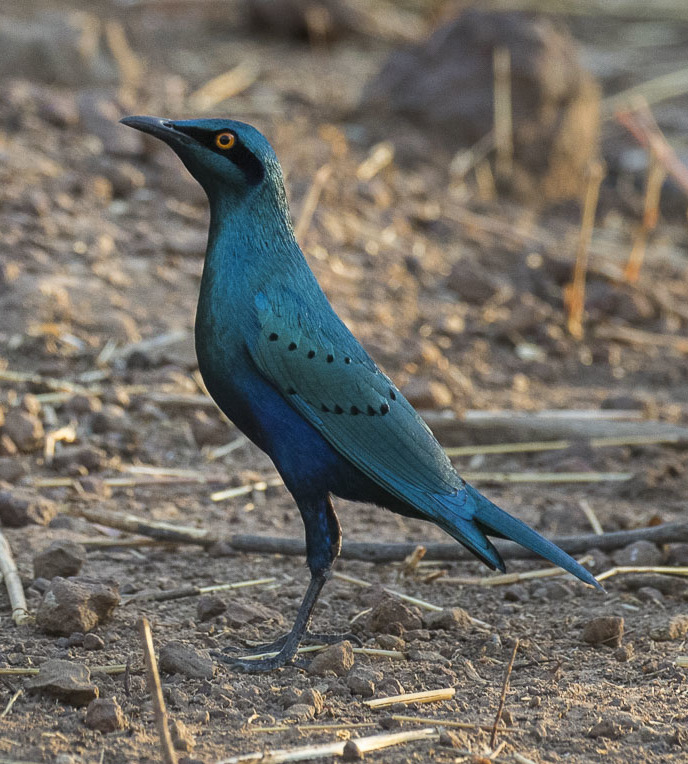 Lesser Blue-eared Starling