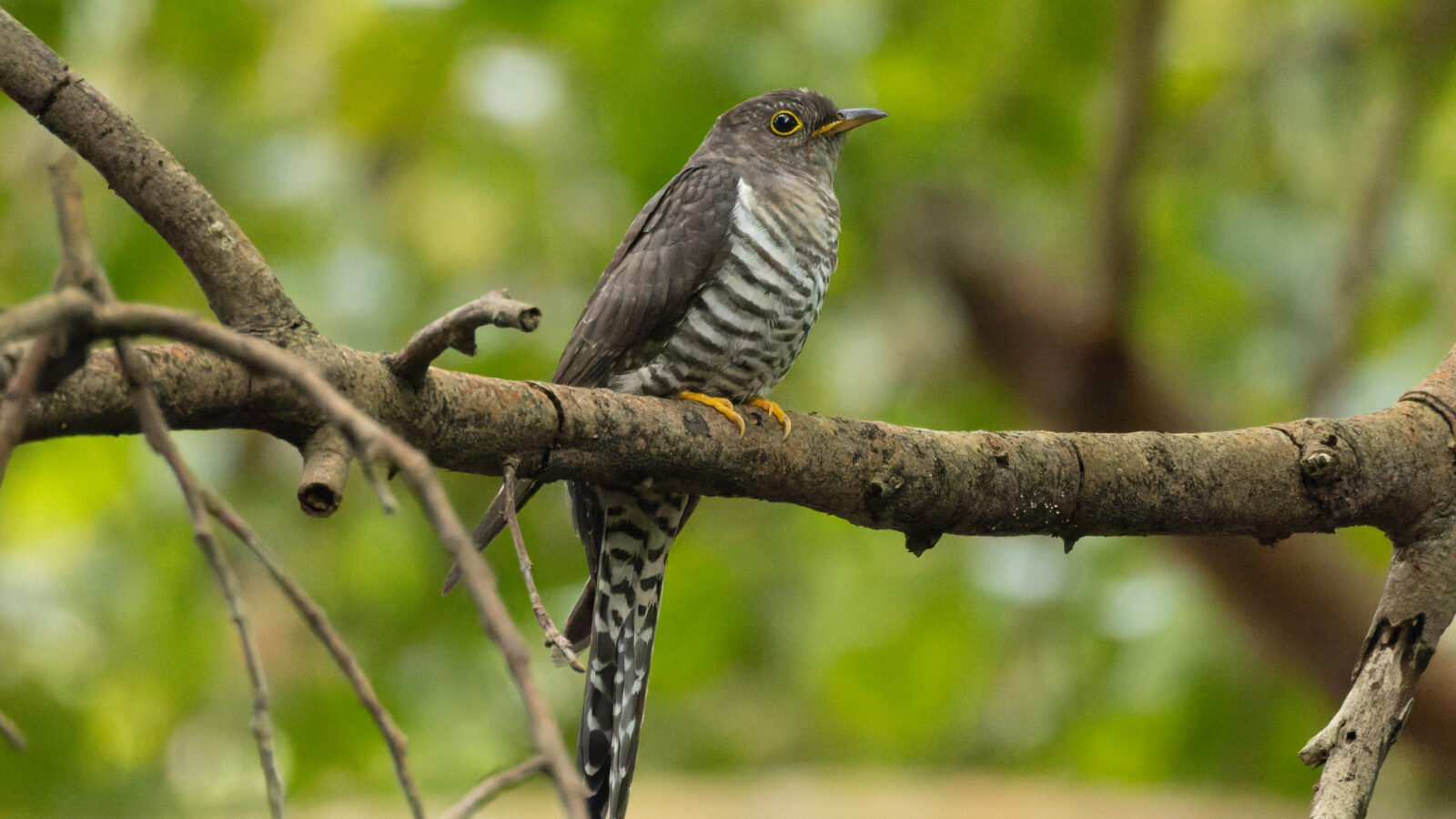 Lesser Cuckoo