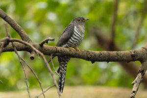 Lesser Cuckoo