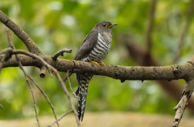 Lesser Cuckoo