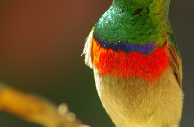 Southern Double-collared Sunbird