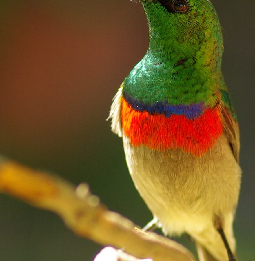 Southern Double-collared Sunbird