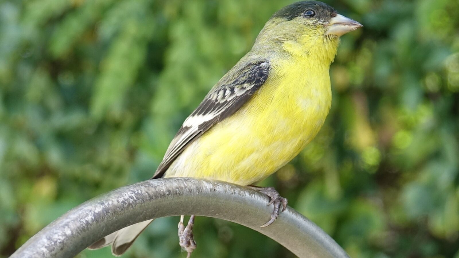 Lesser Goldfinch