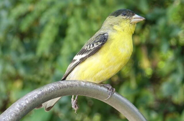 Lesser Goldfinch