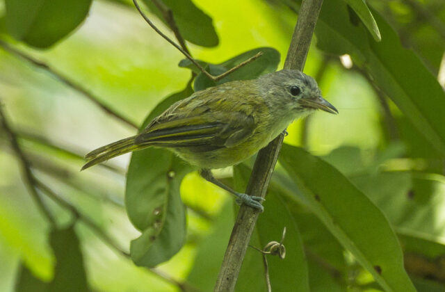 Lesser Greenlet