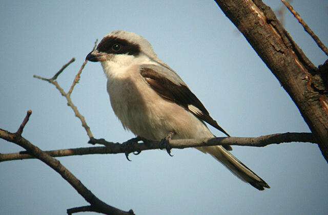 Lesser Grey Shrike