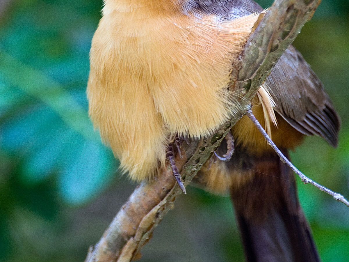 Lesser Ground Cuckoo