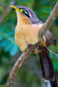 Lesser Ground Cuckoo