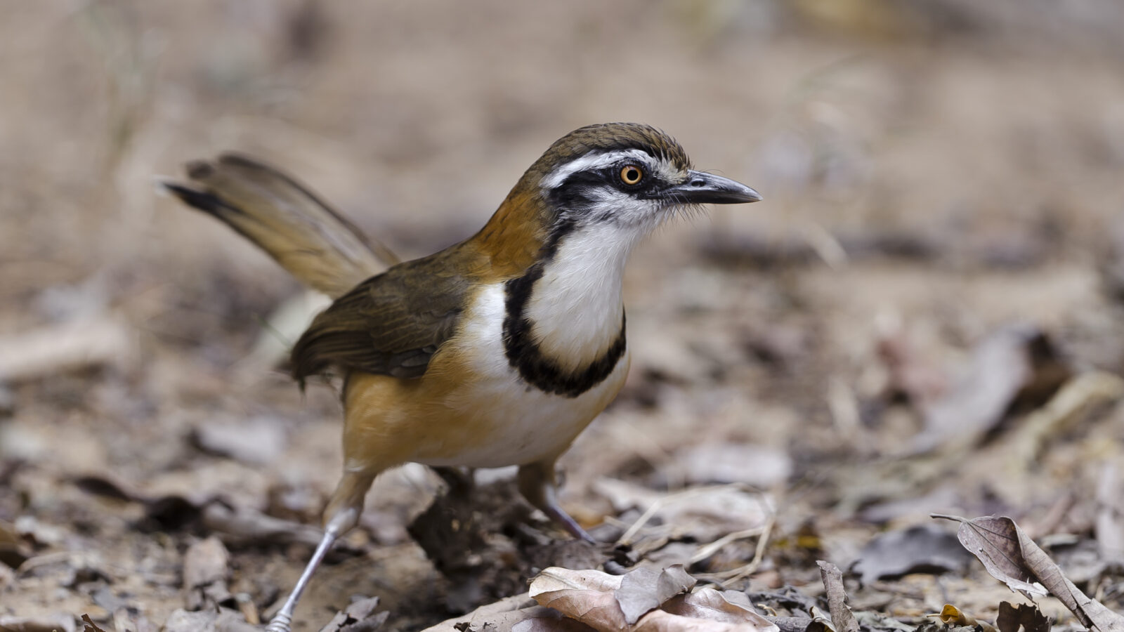 Lesser Necklaced Laughingthrush