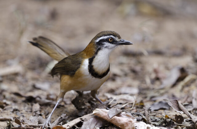 Lesser Necklaced Laughingthrush