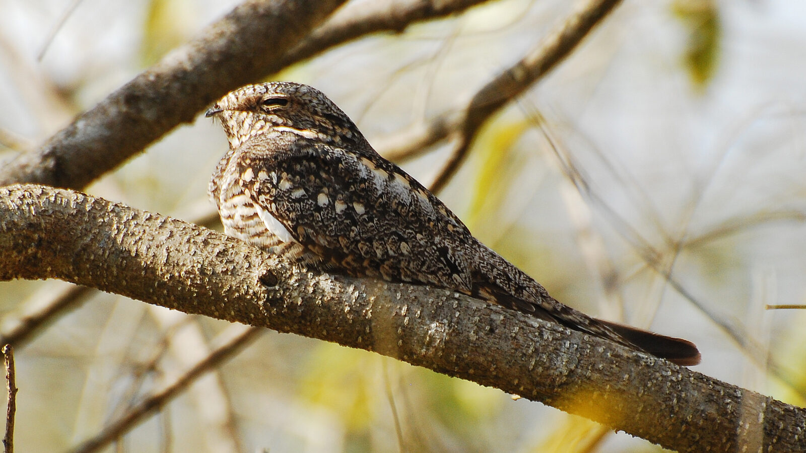 Lesser Nighthawk