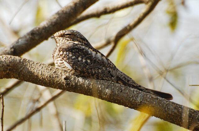 Lesser Nighthawk