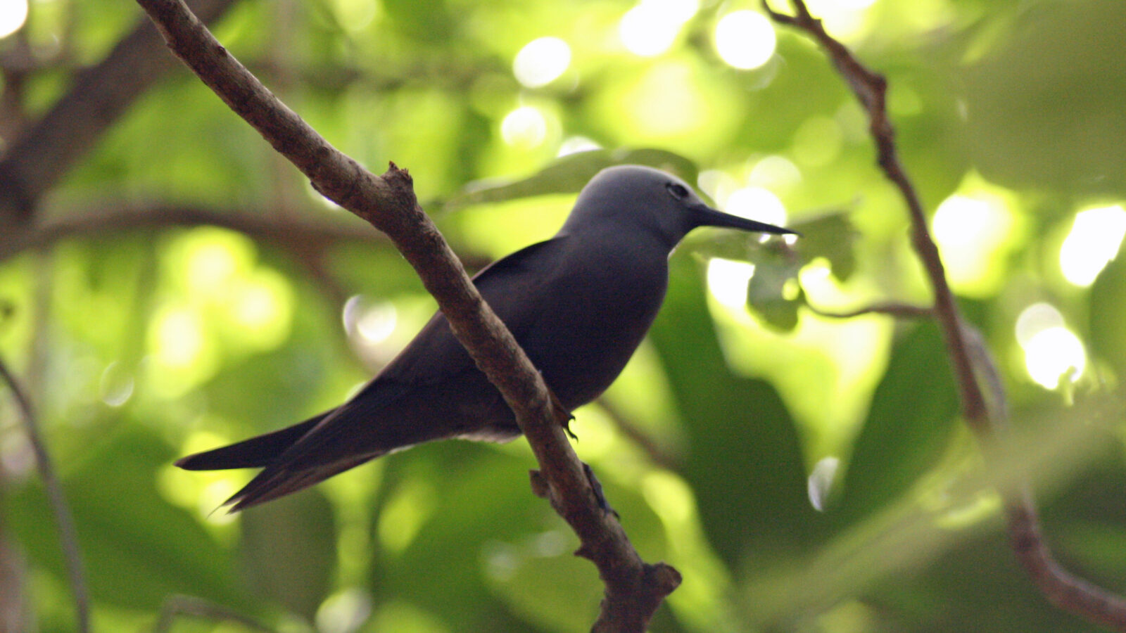 Lesser Noddy