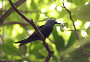 Lesser Noddy