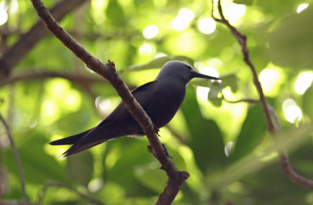 Lesser Noddy