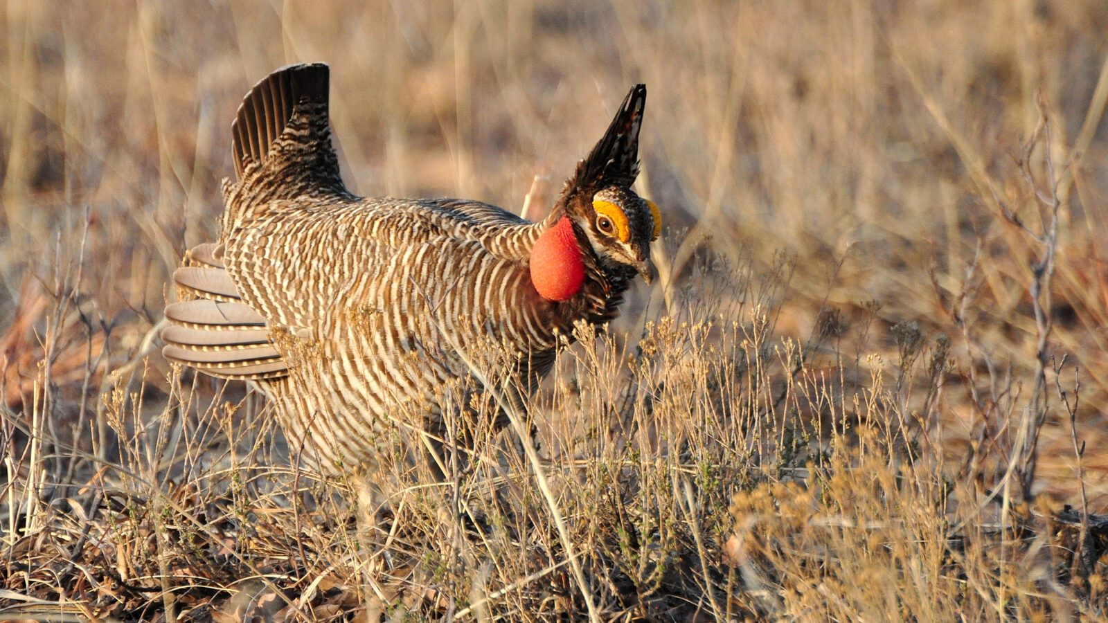 Lesser Prairie Chicken