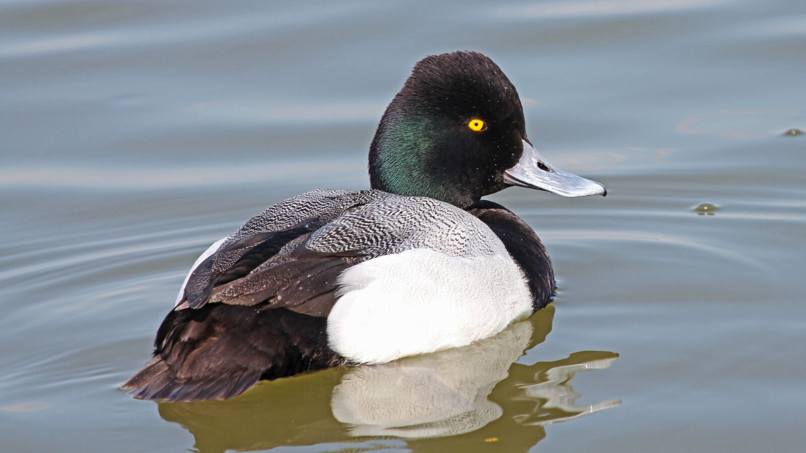 Lesser Scaup