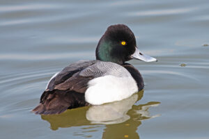 Lesser Scaup