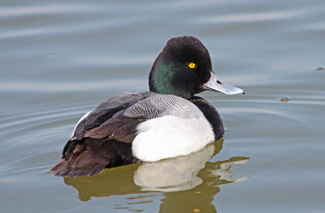 Lesser Scaup