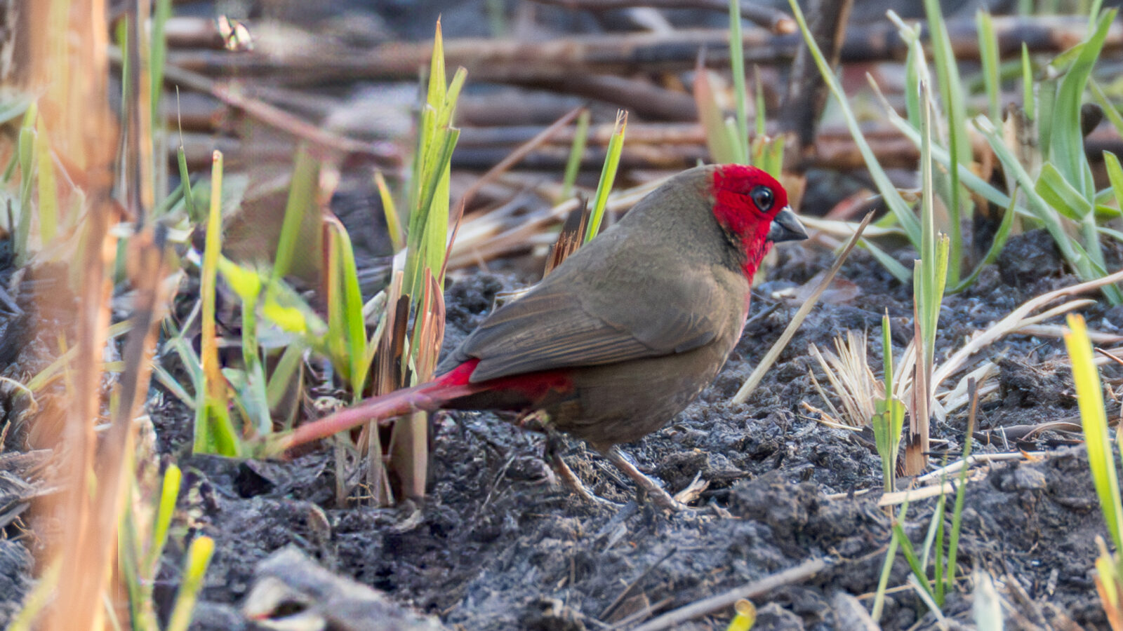 Lesser Seedcracker